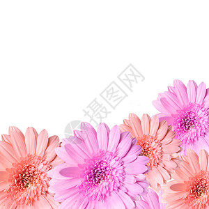 白背景上被孤立的美丽粉红色花朵紫色雏菊粉色植物群温泉白色植物明信片礼物花园背景图片