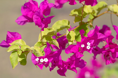 粉红色花朵阳光海洋国家植物热带气候蓝色天空火山花园高清图片