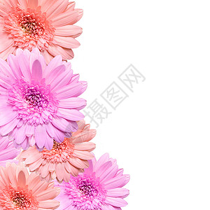 白背景上被孤立的美丽粉红色花朵明信片花瓣植物白色礼物花束温泉花园粉色雏菊背景图片