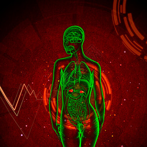3d为肾上腺素的医学插图解剖学腹部尿道肾上腺输尿管身体蓝色膀胱器官尿液背景图片