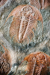 三叶化石寒武纪三叶虫高清图片