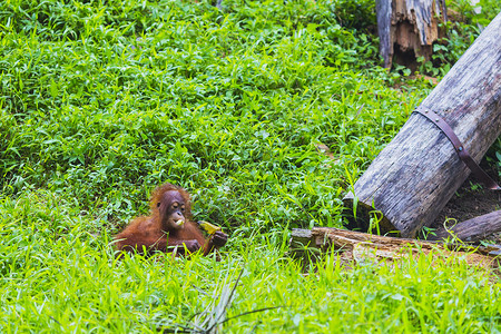 俄木塘婴儿猩猩在树上摇摆 印度尼西亚婆罗洲野生动物童年俘虏少年灵长类森林原始人微笑幼兽濒危背景