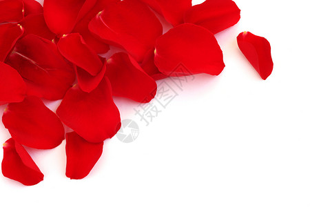 玫瑰花瓣礼物白色绿色红色热情投标背景图片