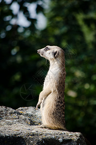 中野生动物手表荒野猫鼬动物园警卫动物岩石石头生物背景