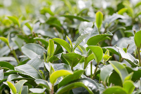 绿茶芽和新鲜叶子 茶园高清图片