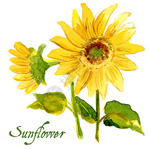 霍山黄芽以水彩色漆成的黄向日葵构成插图圆圈太阳艺术绘画植物橙子花瓣园艺叶子设计图片