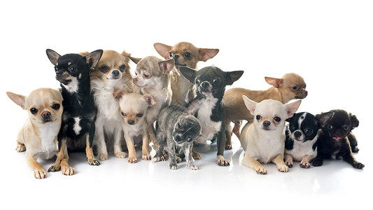 吉华人工作室团体动物小狗宠物黑色棕色白色成人背景图片