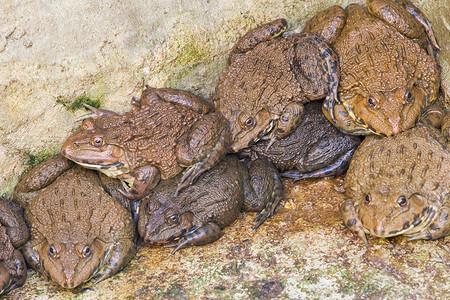 泰国青蛙农场的一些青蛙农场两栖动物群野生动物牛蛙动物食物黄色绿色眼睛背景图片