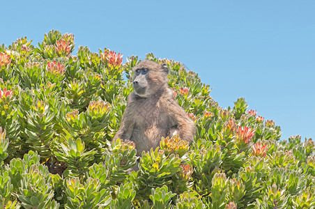 Cape Point的蛋白灌木中的Chacma背景图片