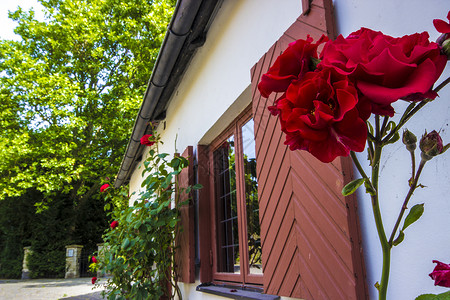 建筑红玫瑰背景图片