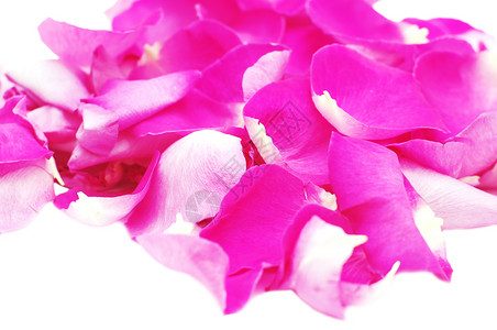 粉红玫瑰金属宏观白色粉色粉红色背景图片