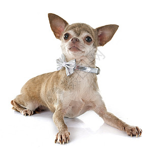 吉瓦华人棕色衣领宠物动物工作室小狗背景图片