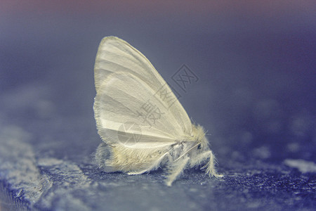 黄色草丛蛾白色昆虫翅膀波浪背景图片