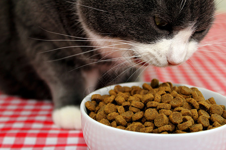 猫食哺乳动物猫咪盘子小吃动物晶须毛皮营养食物午餐背景图片