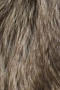 浅框架毛皮头发棕色水平灰色背景图片