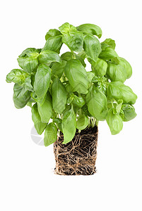 巴西尔草本植物绿色白色叶子香料土壤背景图片