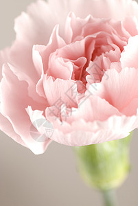 康乃尔宏观粉色植物花瓣背景图片