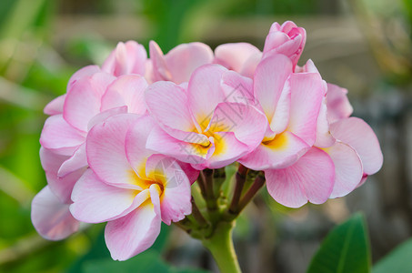 粉红花花绿色热带粉色黄色植物花瓣白色局部花园植物群背景图片