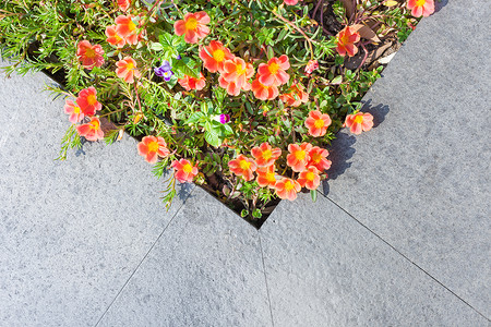 灰石瓷砖空间附近的小花朵和绿叶石头绿色小猪橙子灰色花园红色墙纸地面植物背景图片
