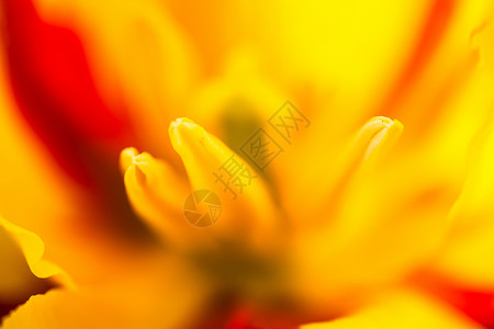 紧紧的黄色郁金香花球状宏观花期乡村植被园艺草药花瓣国家植物背景图片