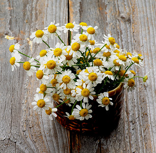 喀麦隆花园乡村洋甘菊棕色花束花头灰色花卉甘菊叶子背景图片