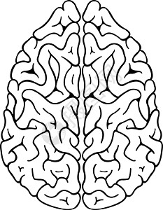 大脑脑记忆白色头脑插图器官皮层生理生物学黑色绘画背景图片