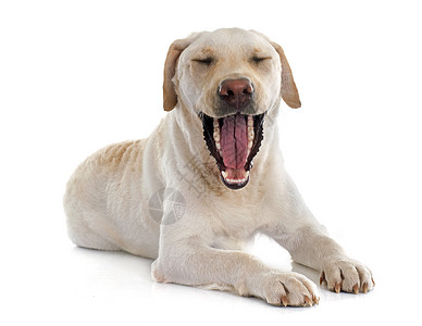 拉布多犬疲劳的白色的高清图片