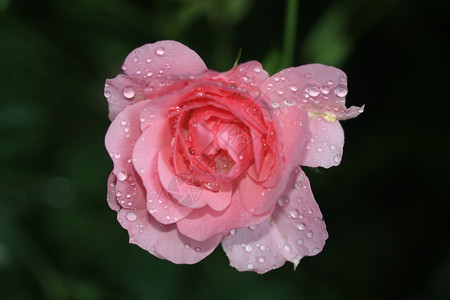 粉红玫瑰上的水滴花瓣钻石植物学玫瑰火花背景图片