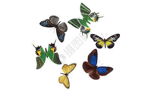 蝴蝶设计昆虫水彩冒险绿色旅行绘画花园广告翅膀森林背景图片