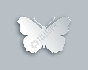 白蝴蝶昆虫插图卡片动物阴影白色背景图片