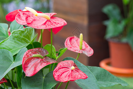 安图留红色花瓣雌蕊植物群星科植物花园背景图片