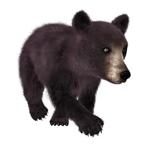 小黑熊动物捕食者黑色荒野哺乳动物白色食肉背景图片