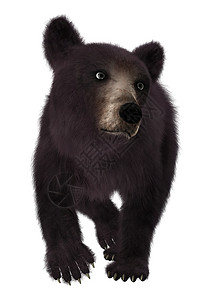 小黑熊食肉荒野捕食者动物黑色哺乳动物白色背景图片