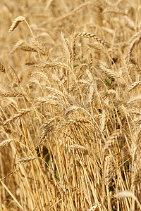 小麦田场地种子谷物小麦耳朵收成植物背景图片