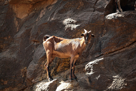 山羊悬崖哺乳动物牛科农场农业岩石动物羊肉闲事高清图片