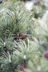 带锥子的隐性树枝种子宏观森林绿色枝条橡子针叶植物云杉季节背景图片