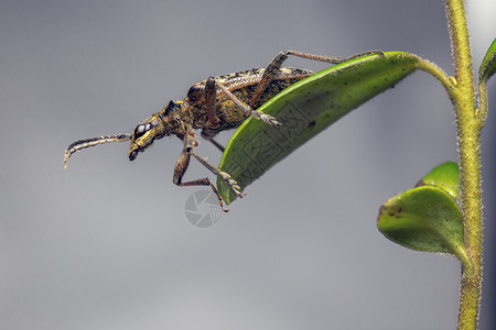 黑斑尖尖嘴支持甲虫背景图片