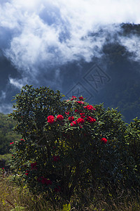 花朵花植物花朵绿色旅游游客植物群植物学栖息地旅行宏观背景图片