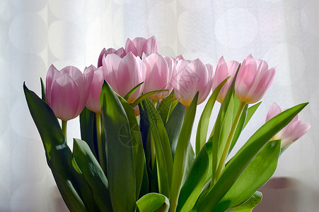 粉红色郁金香包粉色白色植物植物群郁金香绿色花瓣叶子花园背景图片