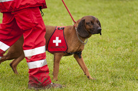 营救犬中队训练地震赈灾帮助救命稻草宠物人员庇护所野生动物小狗背景