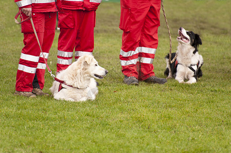 赈灾营救犬中队训练稻草地震庇护犬小狗救命人员动物保护救援庇护所背景