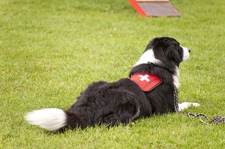 营救犬中队训练动物地震稻草庇护犬帮助运动庇护所灾难人员赈灾背景