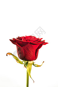 红玫瑰红色背景图片