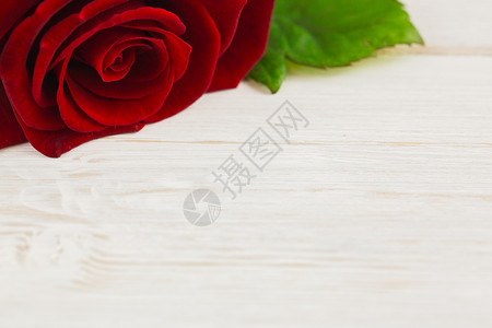 玫瑰红色树叶花瓣背景图片