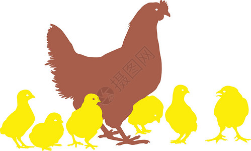 母鸡和小鸡动物母亲家禽白色插图家庭背景图片