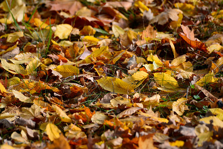 黄色的叶子地面棕色绿色背景图片