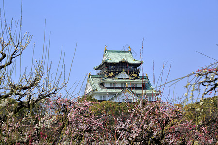 大阪城堡和梅花花胜地旅游蓝天梅花高清图片