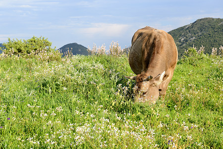 山牛国家农场蓝色牛角牧场农村树木土地旅行动物春天高清图片素材