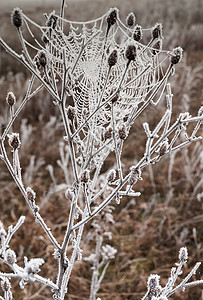 蜘蛛网状树丛上的网状霜冻背景