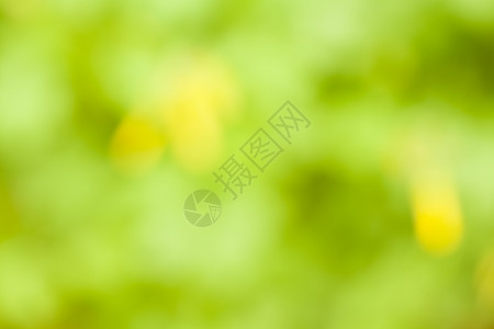 春季背景背景植物绿色区系黄色背景图片